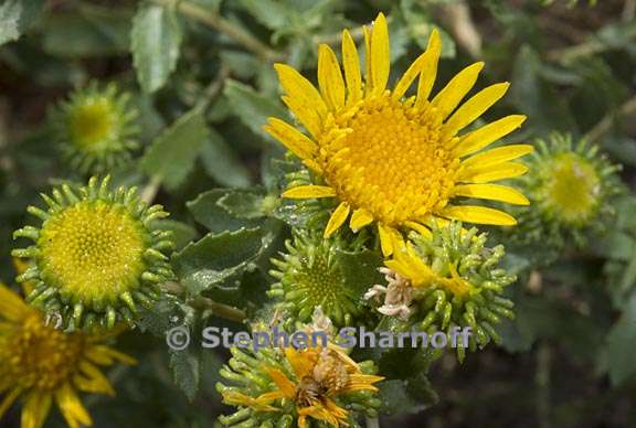 grindelia squarrosa var serrulata 4 graphic